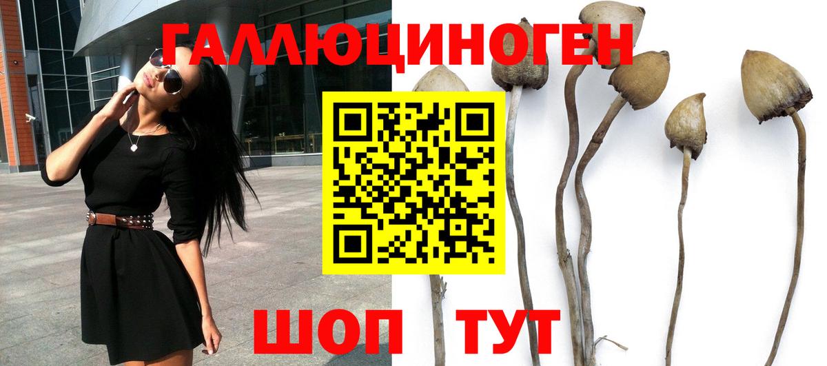 Галлюциногенные грибы Psilocybine cubensis Мценск